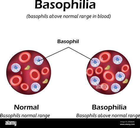 Basophil Function and Normal Range .